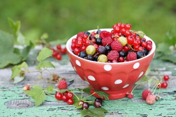 Garden berries - red and black currants, gooseberries, raspberries in a red bowl in polka dots on an old board with peeling paint and against the background of nature. Soft focus. 