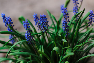 Lavender Flowers Field. Growing and Blooming Lavender