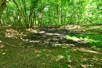 Dried up pond at woods in Surrey, England.