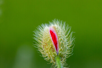 flower with macro in a lot of detail
