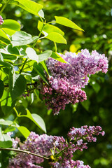 A branch of lilac with pale pink terry flowers and green leaves.