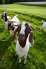 Naklejka na ściany i meble Beautiful goats on a farm in the mountains.