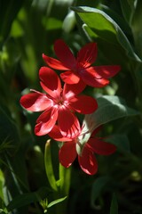 red hibiscus flower