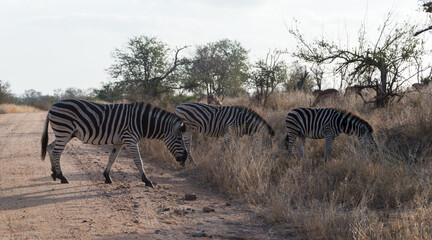 Fototapeta na wymiar African Wildlife