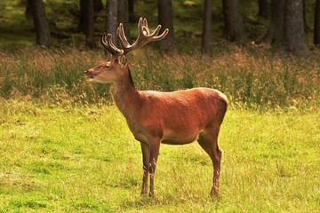 deer in the woods