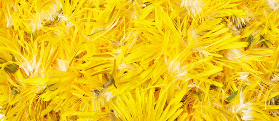 Large flowering rhododendron bush with white flowers and pink buds in a pine forest