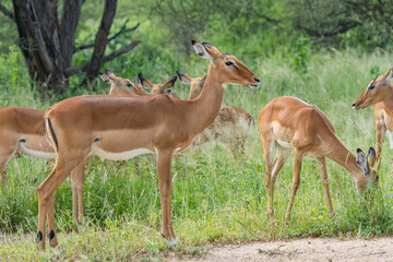 Beautiful Portrait of Group Impalas in Tarangire National Park in Tanzania, close up