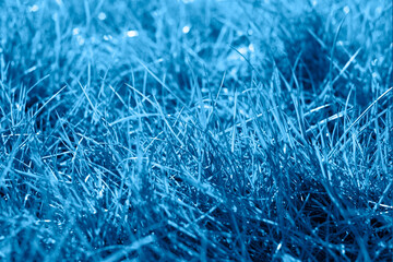 Grass background. Grass field toned in classic blue color color of the 2020 year.