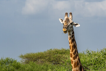 Fototapeta premium A Giraffes in the Savannah of Tarangire National Park. In the Background there are Trees and Bushes against bright Sky.