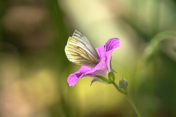 butterfly on a flower