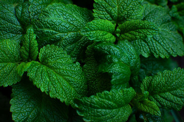 Green fresh leaves of mint, lemon balm close-up macro shot. Mint leaf texture. Ecology natural...