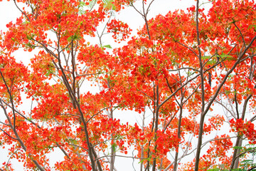 Orange Peacock Flower Plant blooming