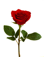 Fototapeta premium Red rose isolated on white background