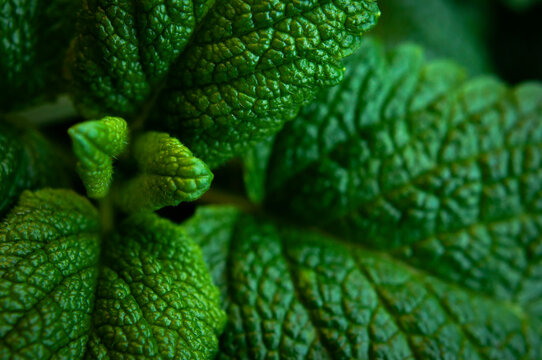 Green fresh leaves of mint, lemon balm close-up macro shot. Mint leaf texture. Ecology natural layout. Mint leaves pattern, spearmint herbs, peppermint leaves, nature background
