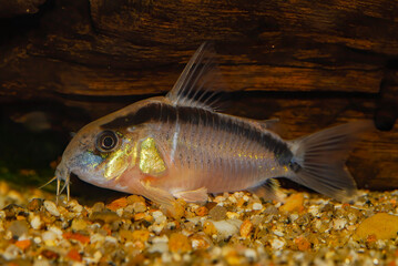 Aquarium catfsh.Corydoras arcuatus has a couple of common names - arched cory or skunk cory and...