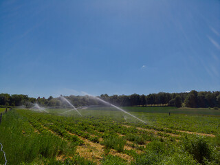 Irrigation system watering strawberry field on sunny day in summer with blue sky without clouds