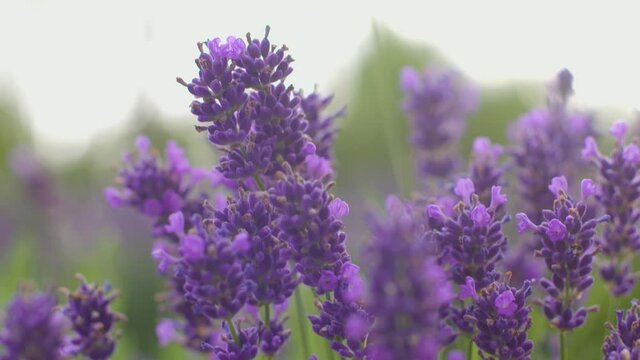 Close up of bees flying over the lavender bush