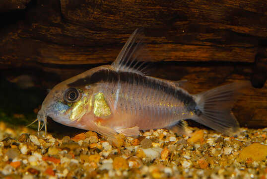 Aquarium catfsh.Corydoras arcuatus has a couple of common names - arched cory or skunk cory and both allude to the black stripe that arches over the fish&rsquo;s back from its nose to its tail.