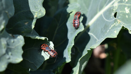 Gemüsewanze als Schadinsekten auf Kreuzblütlern, hier Kohlrabi, fressen an Blättern