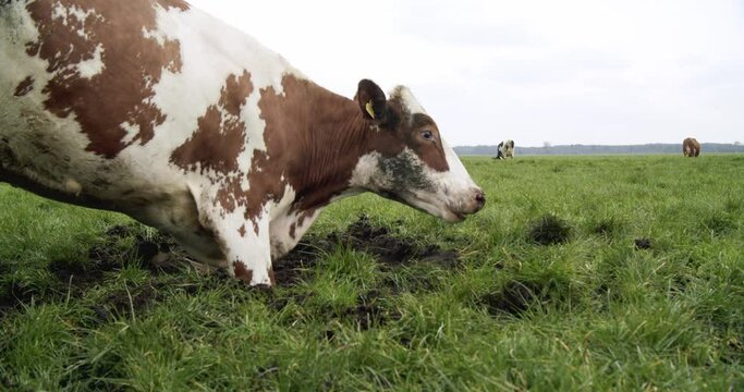 Happy crazy cow rolls in mud between herd in grass field on farm
