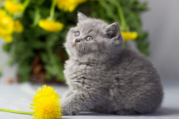 Naklejka na ściany i meble British shorthair kitten posing on a gray background with dandelions