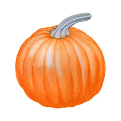 Pumpkin. Hand drawn watercolor painting on white background.