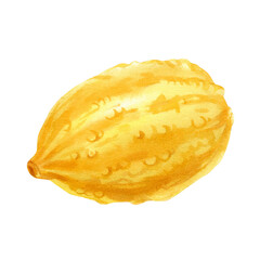 Pumpkin. Hand drawn watercolor painting on white background.