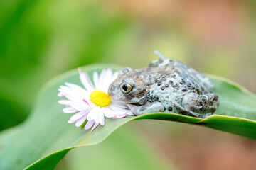 Dumpy Frogs Sitting on a Flower.Beautiful summer card.