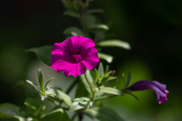 purple flower in the garden