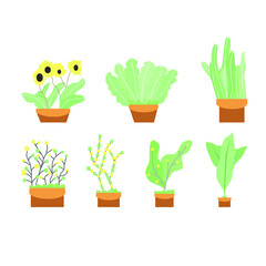 Illustration set of house plants
