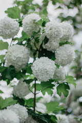 white buldenezh bloomed in the garden