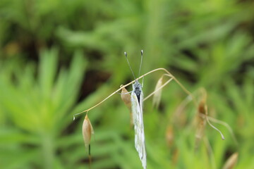 spider on a green grass