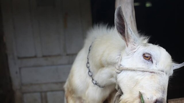 Goat farm, Goat eating, Happy goat eating grass on a farm in northeastern Brazil