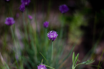 Fototapeta premium purple flowers in the meadow