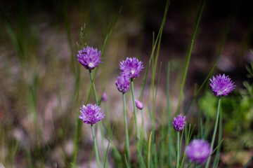 purple flowers in the field