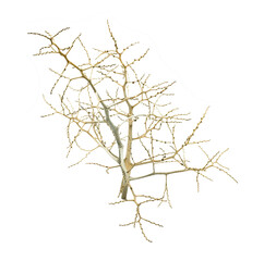 Tree and branch isolated on white background. 