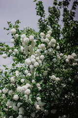 white buldenezh bloomed in the garden