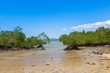 photograph of young mangrove growing at the edge of beach in Ambong, Tuaran district