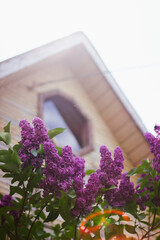 flowers in the window