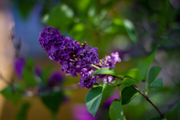 large purple lilac blooms in the garden