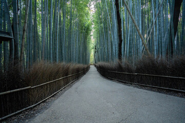 The Arashiyama Bamboo Forest at sunrise in Kyoto, Japan without tourists.