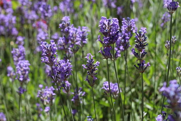 Lavendel Blumen