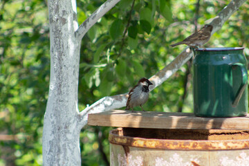 bird on a feeder