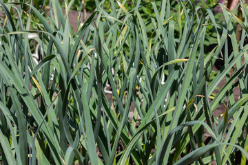 rows of green garlic