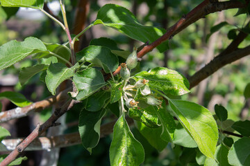 green leaves on a branch