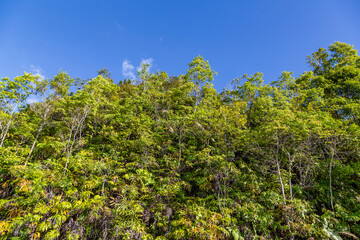new forest emerges at the hill edges towards the blue sky