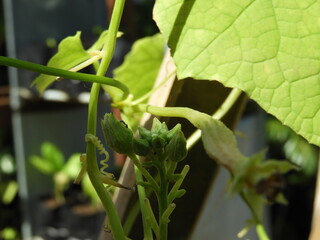 Fototapeta premium Ant : climbing the green leaf