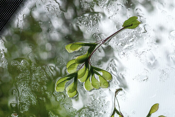 Maple seeds on wet windshield,  looking through window