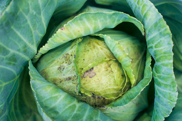 Rotten cabbage from plant insects, edible worms, spoiled cabbage,agro-chemical industry