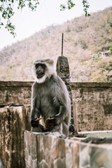 a small gray monkey sits and eats on a stone wall in asia